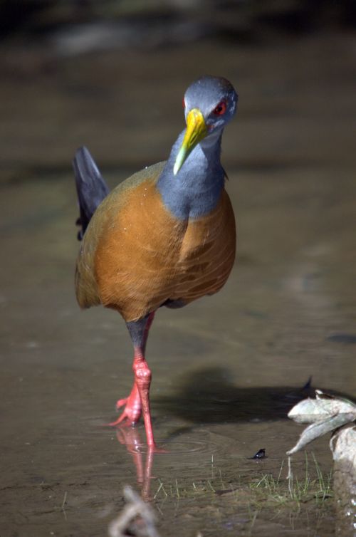 Vandens Geležinkelis, Paukštis, Llanos, Venezuela, Gyvūnas