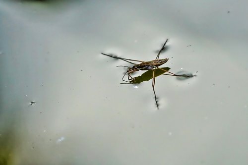 Vandens Striders,  Pobūdį,  Evertebrat,  Vandenys