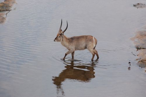 Waterbuck, Safari, Afrika, Antilopė