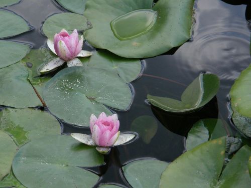 Vandens Lelijos, Gėlės, Tvenkinys