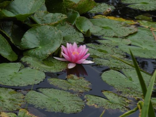 Vandens Lelija, Meditacija, Zen, Rožinis, Gėlė