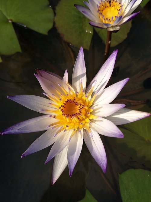 Vandens Lelija,  Lotus,  Augalas