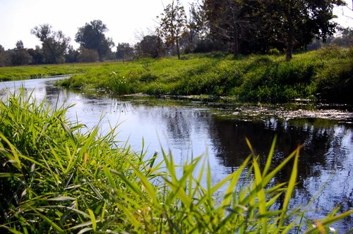 Vandenys,  Pobūdį,  Upė,  Atspindys,  Žolė,  Tollense,  Altentreptow,  Meklenburgas