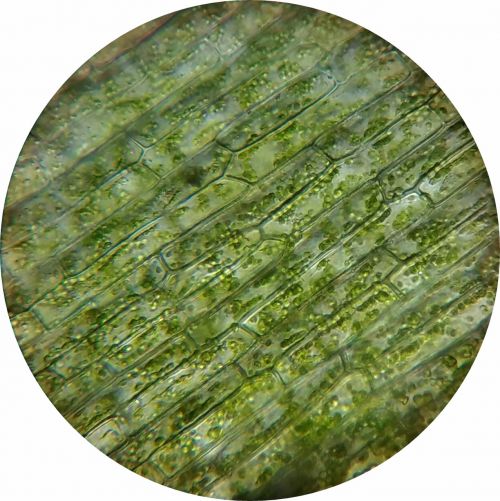 Vandens Veislės, Augalų Ląstelė, Mikroskopieren, Chloroplastai