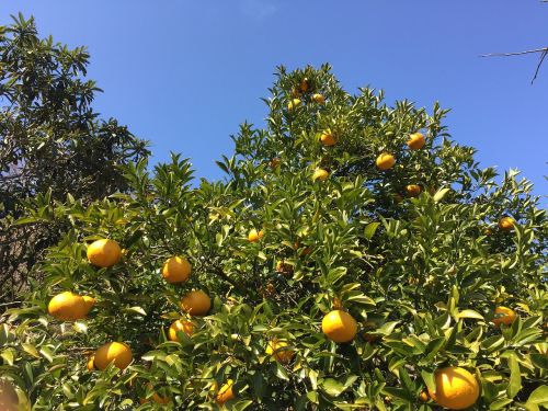 Watson Pomelo, Mandarinų Apelsinai, Apelsinų Medis, Vaisiai, Oranžinė