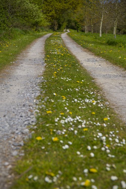 Mėlynas,  Pavasaris,  Squill,  Scilla,  Žalias,  Spalva,  Fonas,  Niekas,  Makro,  Gražus,  Diena,  Iš Arti,  Sezonas,  Grožis,  Pieva,  Gamta,  Rasa,  Lašas,  Šviežias,  Lauke,  Sodas,  Kaimas,  Lapai,  Žiedlapiai,  Augalai,  Žydėti,  Žydi,  Žiedas,  Flora,  Gėlių,  Gėlės,  Galva,  Kelias