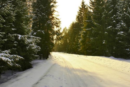Kelias, Žiema, Sniegas, Miškas, Medis