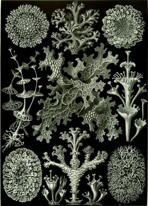 Pinti Haeckel Lichenos, Fotobiontenas, Chlorofita, Simbiozė
