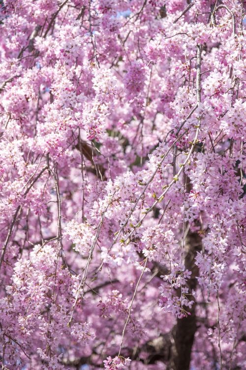 Verksmingas Vyšnios Medis, Vyšnia, Gėlės, Pavasaris, Japonija, Rožinis, Pavasario Gėlės, Mediena, Natūralus, Kraštovaizdis