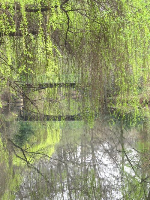 Verkianti Gluosniai, Tiergarten, Berlynas, Tiltas, Vandenys, Ganykla, Nuotaika