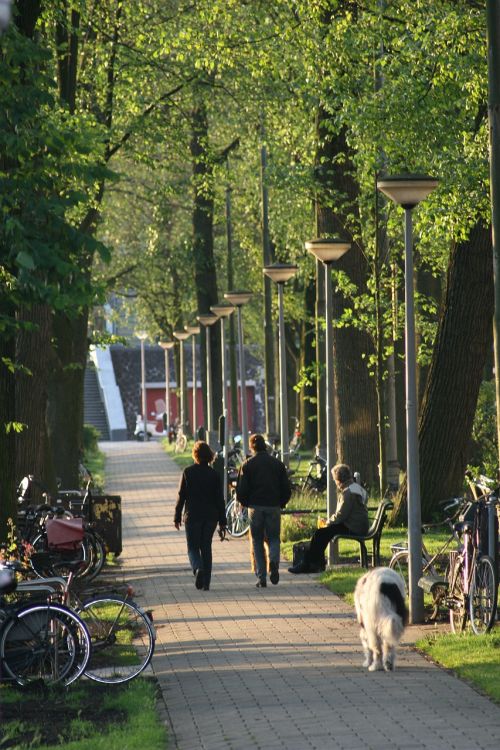 Weesperzijde, Amsterdamas, Žygiai, Medžiai, Žalias, Nyderlandai