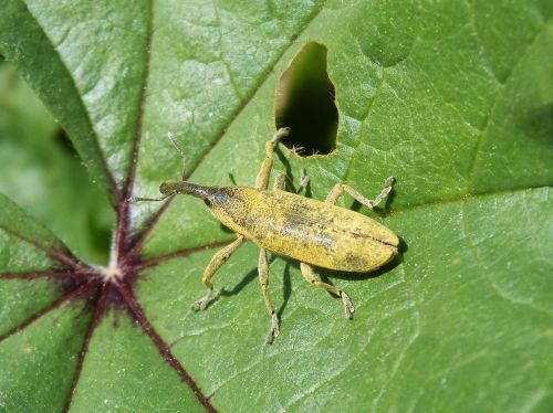 Veltinys, Velykų Vabalas, Lixus Angustatus, Lapai, Mallow, Maras, Morrut, Jų Morrow, Malves, Išsamiai