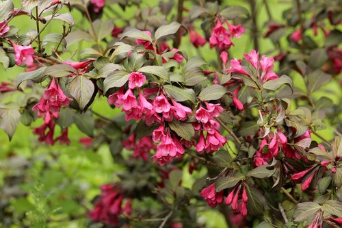 Weigela,  Krūmas,  Žydi,  Rausvos Gėlės,  Vasara,  Žali Lapai,  Žaliame Fone,  Gėlės,  Augalų,  Ne Žmogus,  Pobūdį,  Gyvosios Gamtos,  Parkas,  Sodas,  Dekoratyvinių Krūmų