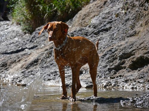 Weimaraner, Šuo, Gyvūnas