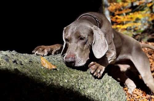 Weimaraner, Ruduo, Šuo