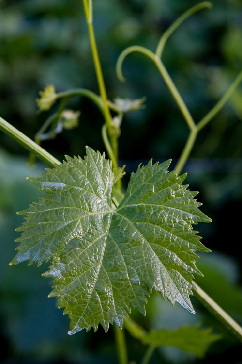 Weinbatt, Vynuogių Auginimas, Įsikabinti, Žalias