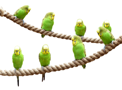 Wellensittiche, Paukščiai, Gamta, Parakeet, Gyvūnų Pasaulis, Gyvūnas