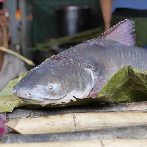 Wels, Žuvis, Žuvų Parduotuvė, Mėlynas, Burma, Mianmaras
