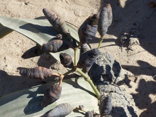 Welwitischia Mirabilis, Dykumos Augalas, Namib Dykuma