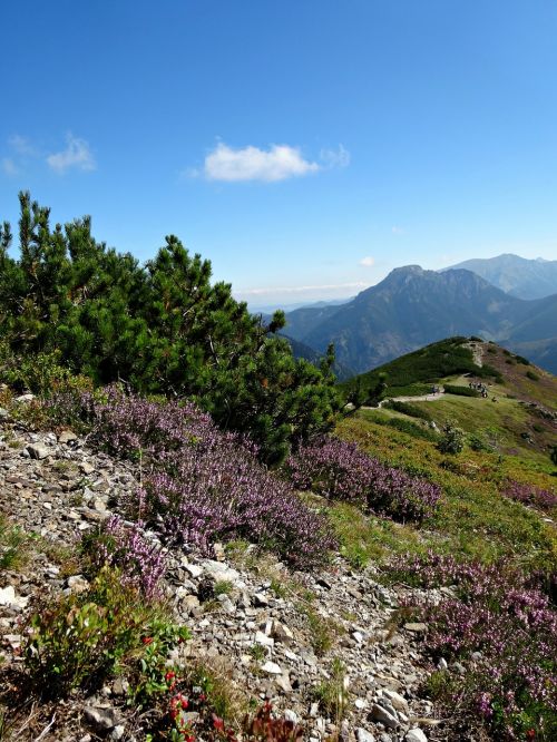 Vakarų Tatras, Kalnai, Kraštovaizdis, Gamta, Augmenijos Kalnas