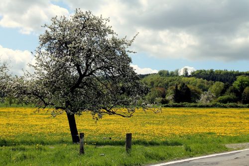 Westerwald, Kiaulpienė, Pieva, Pavasaris, Geltona