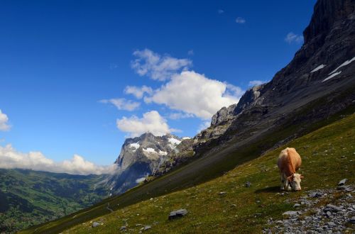 Wetterhorn, Grindelwald, Alpių, Kraštovaizdis, Rokas, Aukščiausiojo Lygio Susitikimas, Kalnų Peizažas, Kalnai, Mėlynas, Žalias, Karvė