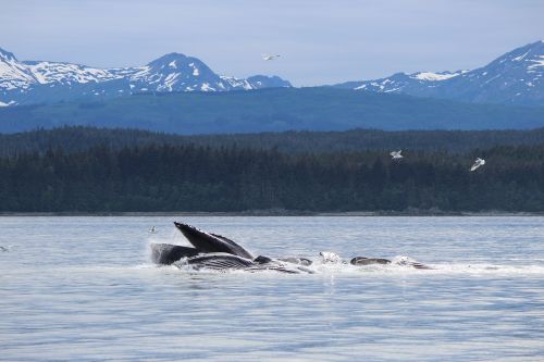 Banginis, Alaska, Vanduo, Laukinė Gamta, Kelionė, Žuvis