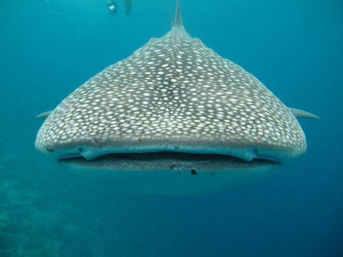Bangininis Ryklys, Maldyvai, Jūra