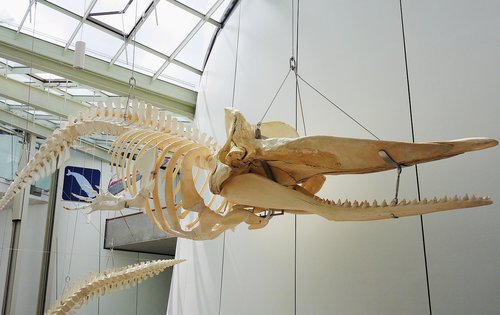 Banginių Skeletas,  Kabantis,  Paroda,  Ozeaneum,  Stralsund,  Wal,  Žinduolis,  Didelis,  Ortodontas,  Skeletas