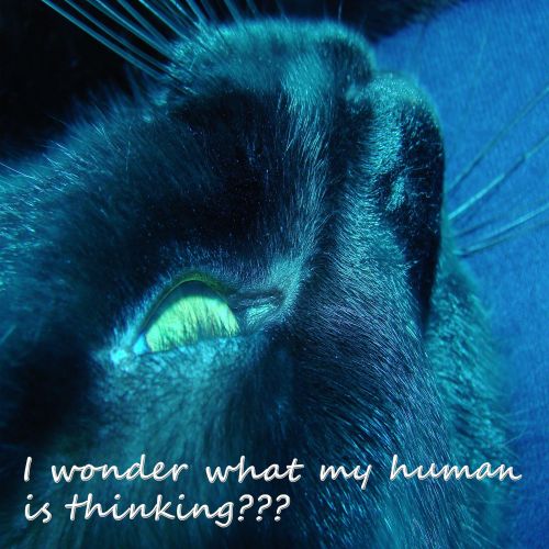 Katė,  Juoda,  Klausimas,  Citata,  Ieško & Nbsp,  Mąstymas,  Kas Yra Mano Žmogaus Mąstymas?