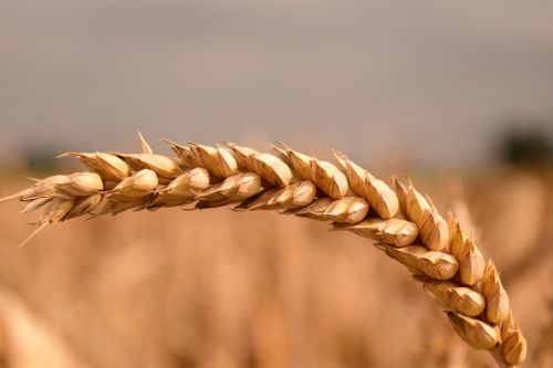 Kvieciai, Grūdai, Grūdai, Uždaryti, Ausis, Žemdirbystė, Kukurūzų Laukas, Atvirukas, Atvirukas, Žemėlapis