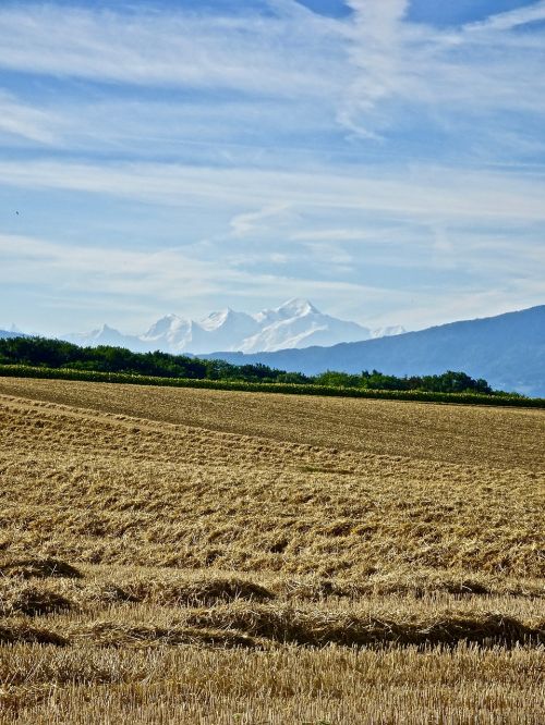 Kvieciai,  Žemdirbystė,  Laukas,  Kraštovaizdis,  Gamta,  Ūkis,  Be Honoraro Mokesčio