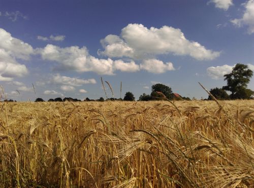 Rugių Laukas, Vasara, Sausas, Kraštovaizdis