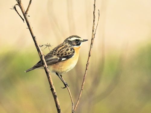 Whinchat, Paukštis, Giesmininkas, Gamta, Gyvūnas