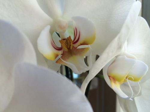 Balta, Orchidėja, Gėlė, Pistil, Gėlių Žiedlapiai, Pasodintas Augalas