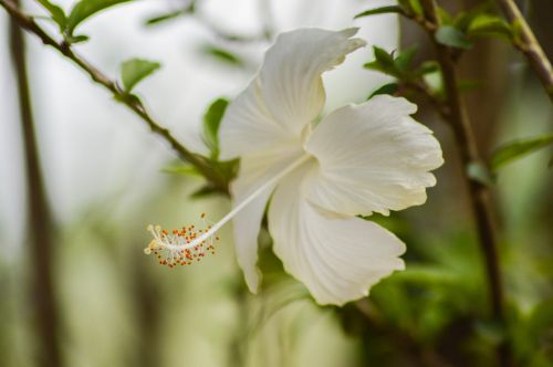 Balta, Hibiscus, Gėlė, Tvirtas, Raudona, Flora, Žiedas, Gamta