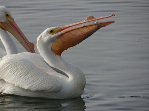Balta, Pelican, Valgymas