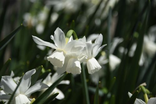 Narcizas, Balta, Gėlė, Daffodil, Gamta, Pavasaris, Balta Gėlė, Žiedlapis