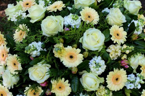Balta, Gėlės, Rožės, Šaudymo Klubas, Diuseldorfas