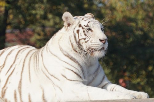 Balta, Tigras, Katė, Baltasis Tigras, Safari