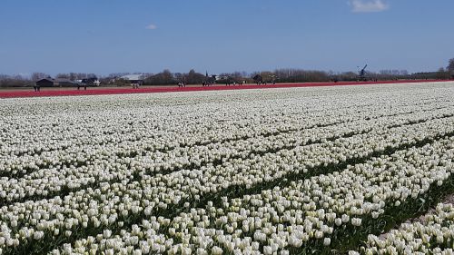 Balta, Tulpė, Gėlių Svogūnėliai