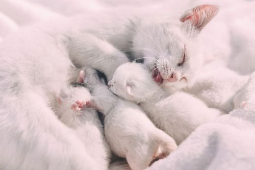 Balta, Katė, Kačiukas, Gyvūnas, Maitinti
