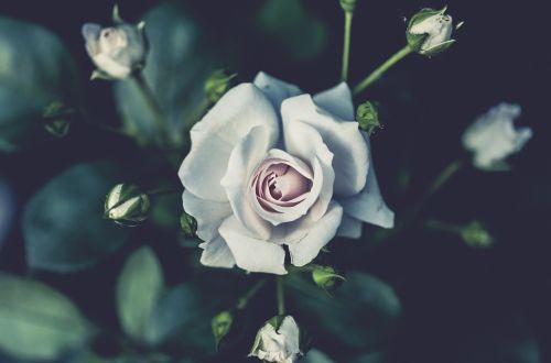 Balta, Rožė, Gėlė, Augalas, Gamta