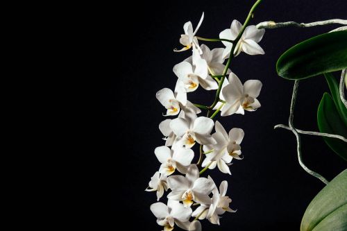 Balta, Žiedlapis, Tamsi, Gėlė, Orchidėjos