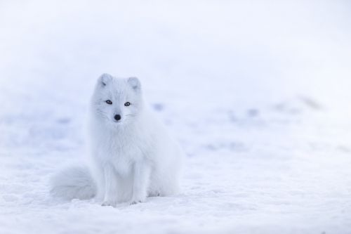 Balta, Lapė, Gyvūnas, Laukinė Gamta, Sniegas, Arktinė Lapė