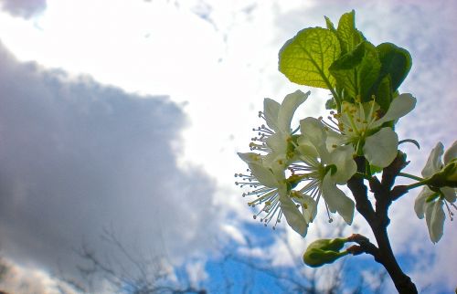 Balta, Gėlė, Vyšnia, Apšvietimas