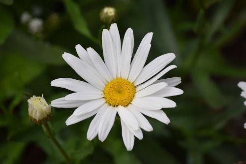 Balta, Daisy, Gėlė, Augalas