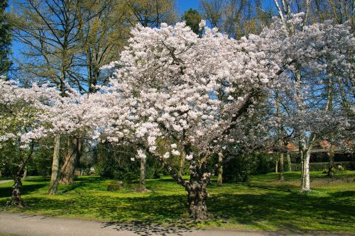 Balta, Gėlės, Žydėjimas, Mediena, Pavasaris, Parkas, Kapinės, Denmark