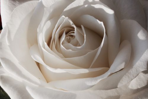 Balta, Rožė, Gėlės, Romantika