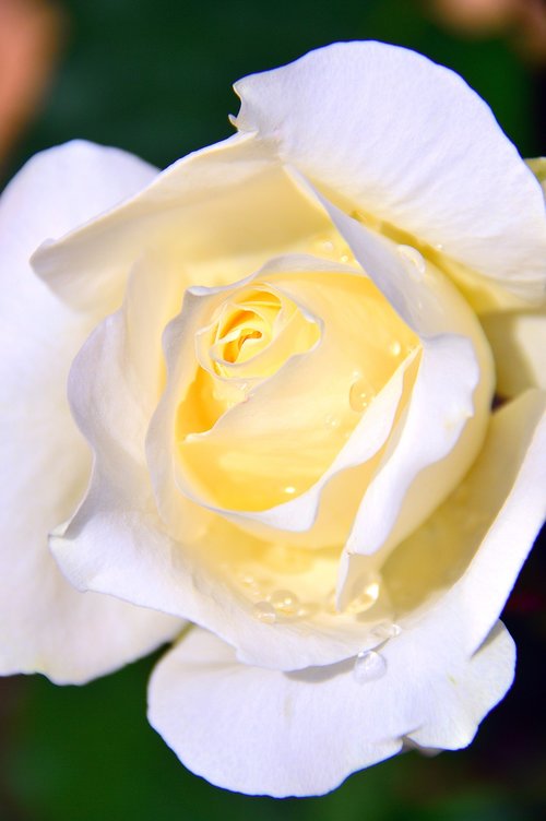 Baltos Spalvos,  Baltos Rožės,  Tiesiog Pridėkite Vandens,  Gėlė,  Išaugo,  Balta Gėlė,  Arbata Rose